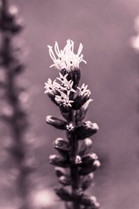 Flower plant bloom