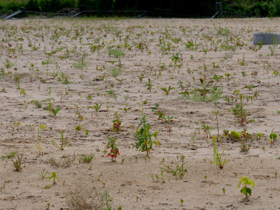 Brownfield next to Poelzigpark 2019-07-07 05