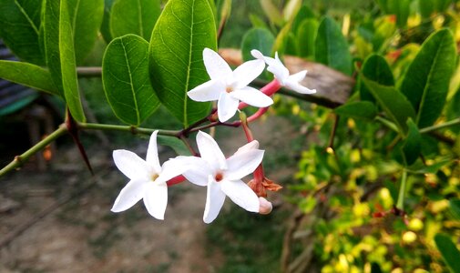 White flower nature flora