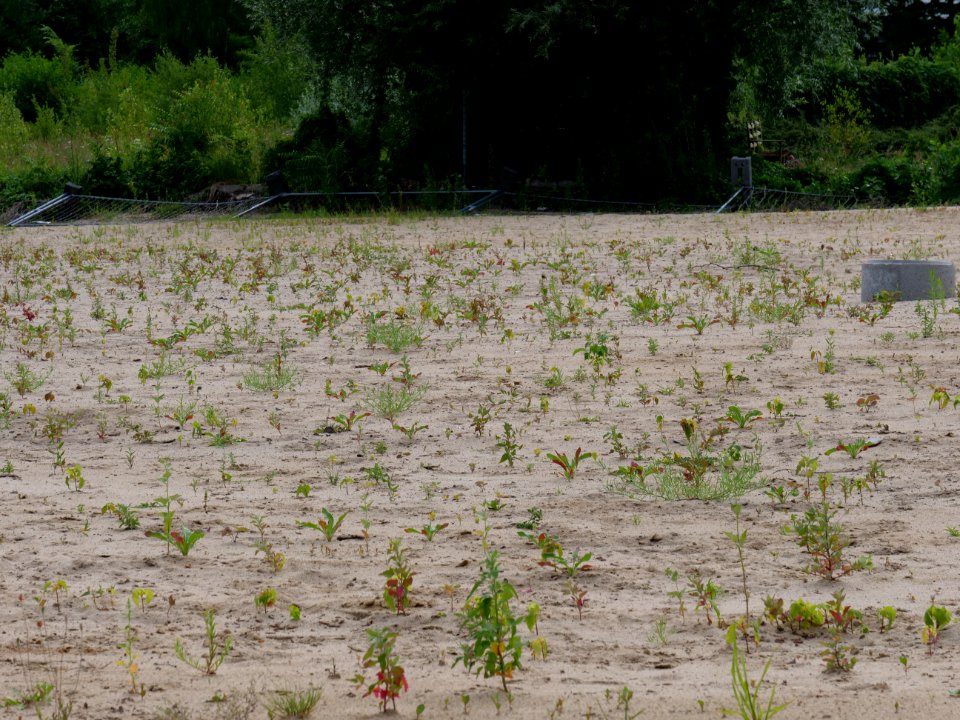 Brownfield next to Poelzigpark 2019-07-07 04