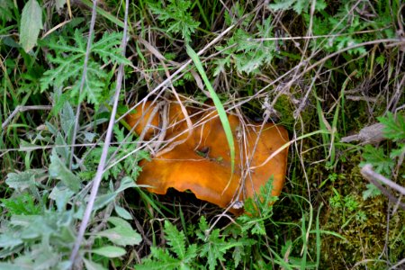 Brown Leafy Mushroom (4)