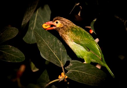 Brown headed barbet eating fruit