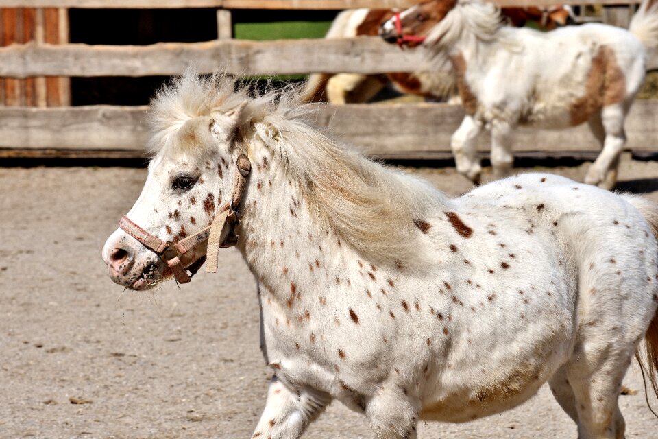 Animal pony