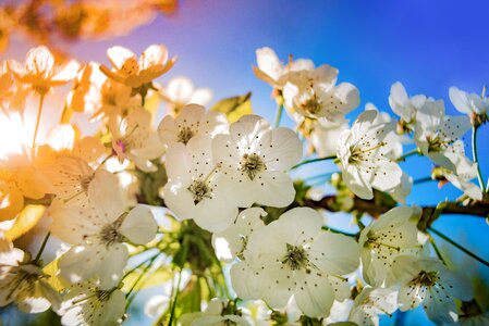 White petals green