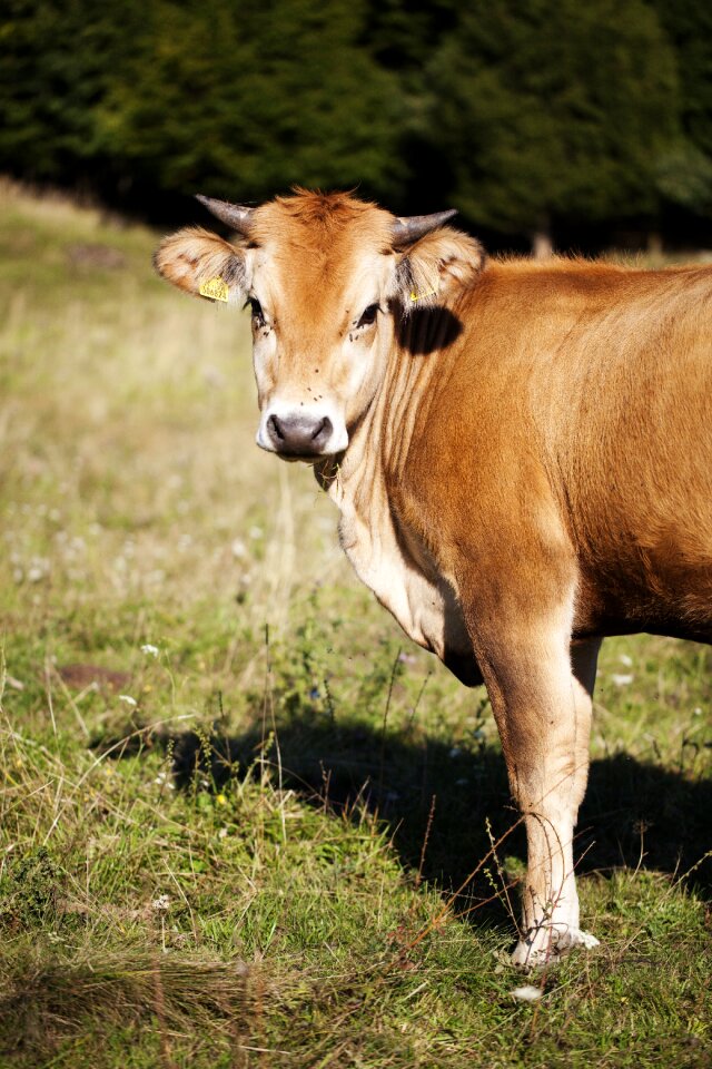 Slovakia grass pet
