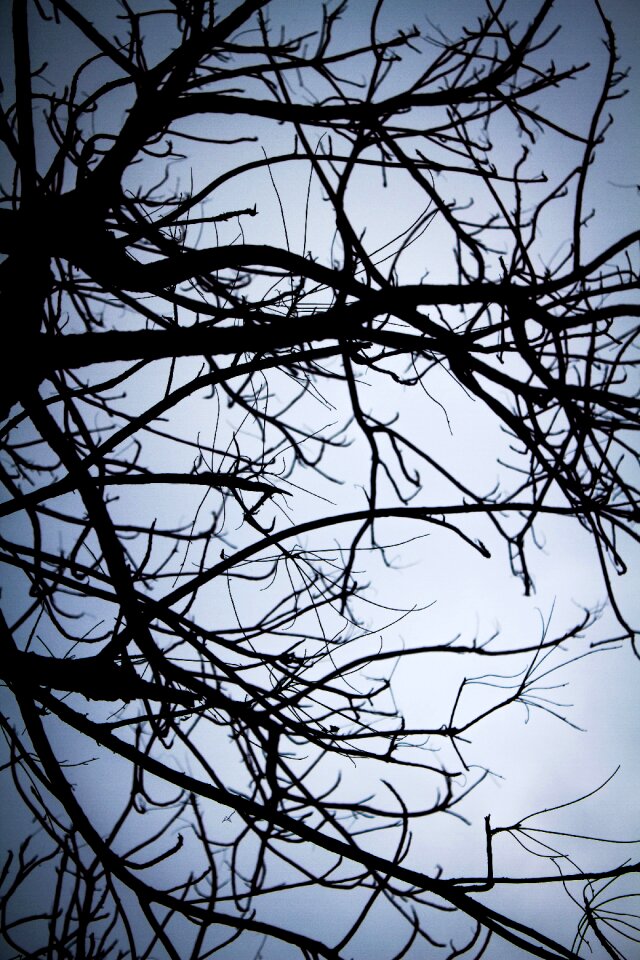 Leafless winter autumn