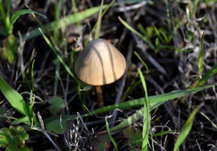 Brown Mushroom