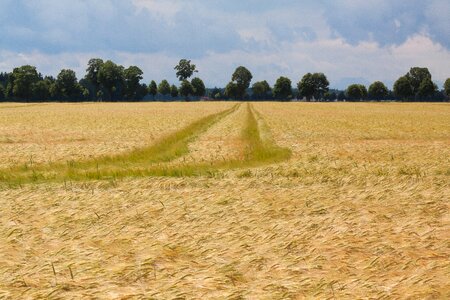 Summer staple food grain