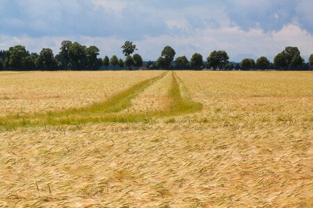 Summer staple food grain photo