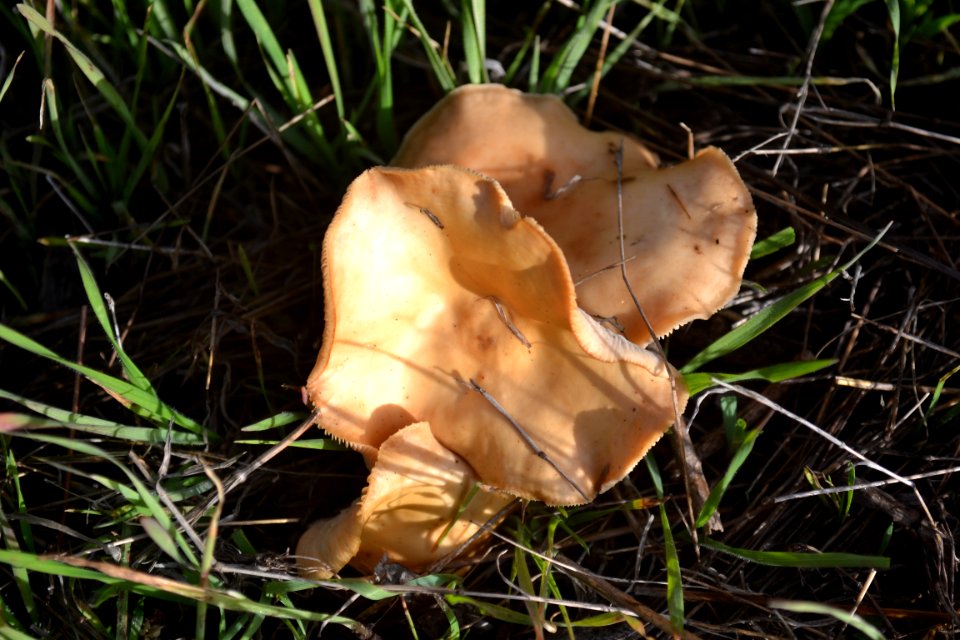 Brown Leafy Mushroom (3)