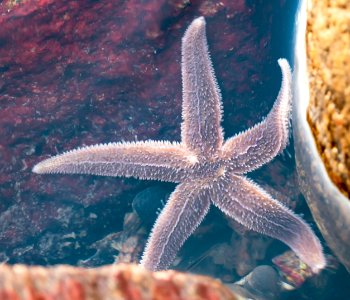 Brown common starfish in Brofjorden 1 photo
