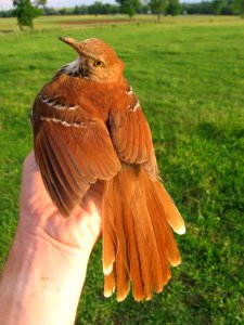 Brown Thrasher in hand photo