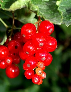 Currants red soft fruit