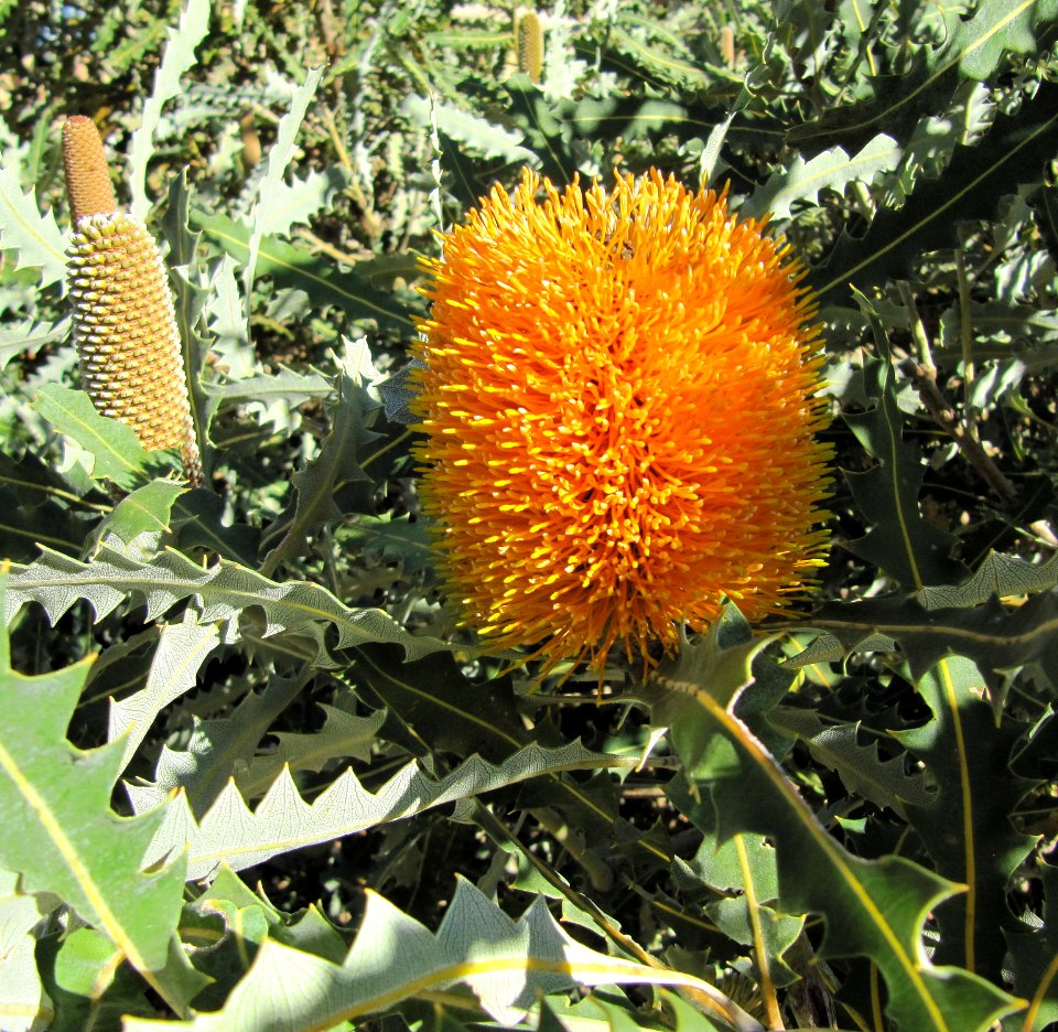 Brosse à bouteille jaune