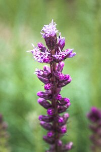 Flower plant bloom photo