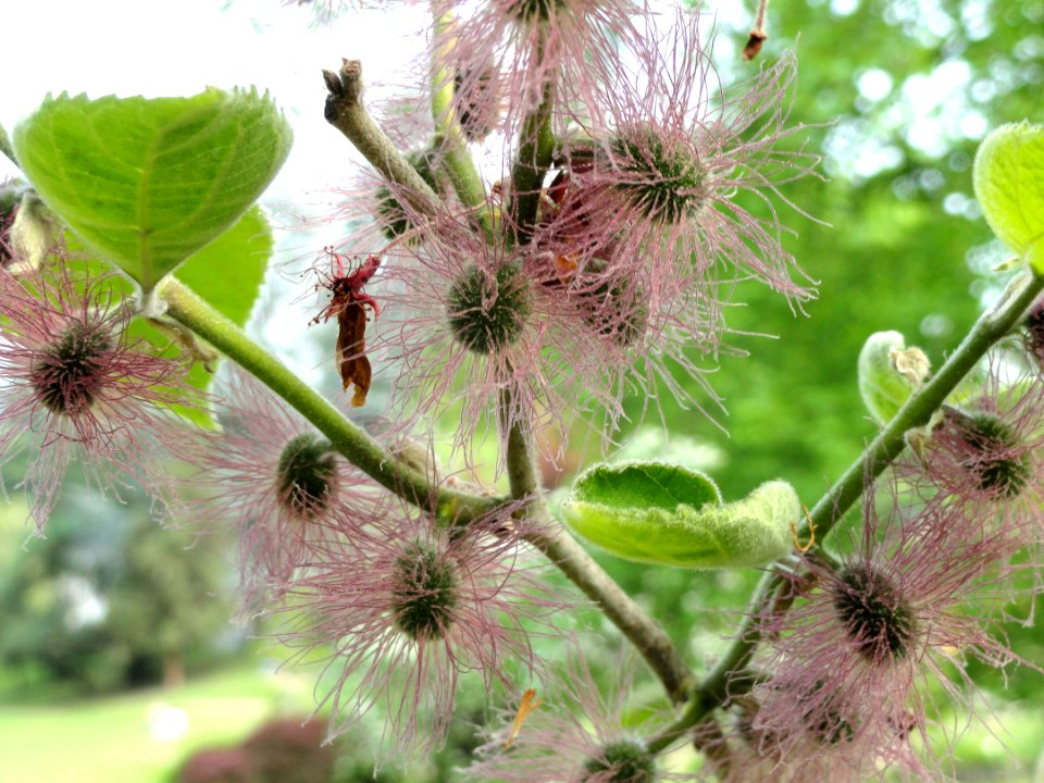 Broussonetia papyrifera - Botanischer Garten Freiburg - DSC06385