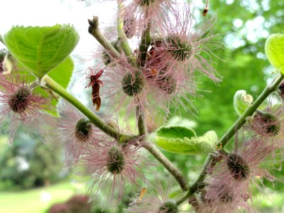 Broussonetia papyrifera - Botanischer Garten Freiburg - DSC06385