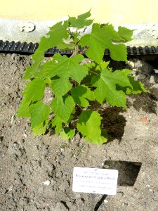 Broussonetia papyrifera - Botanical Garden in Kaisaniemi, Helsinki - DSC03598