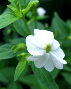 Browallia americana alba