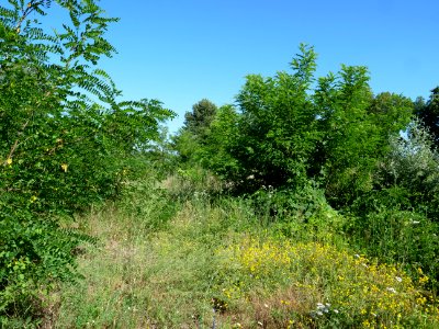 Brownfield with shrubs at Siemens-Luftfahrtgerätewerk 2019-06-27 1