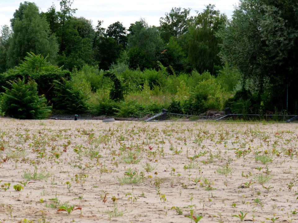 Brownfield next to Poelzigpark 2019-07-07 09