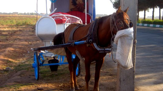 Brown Horse - Tourist carriage - neat Attar Mausoleum - Nishapur 3