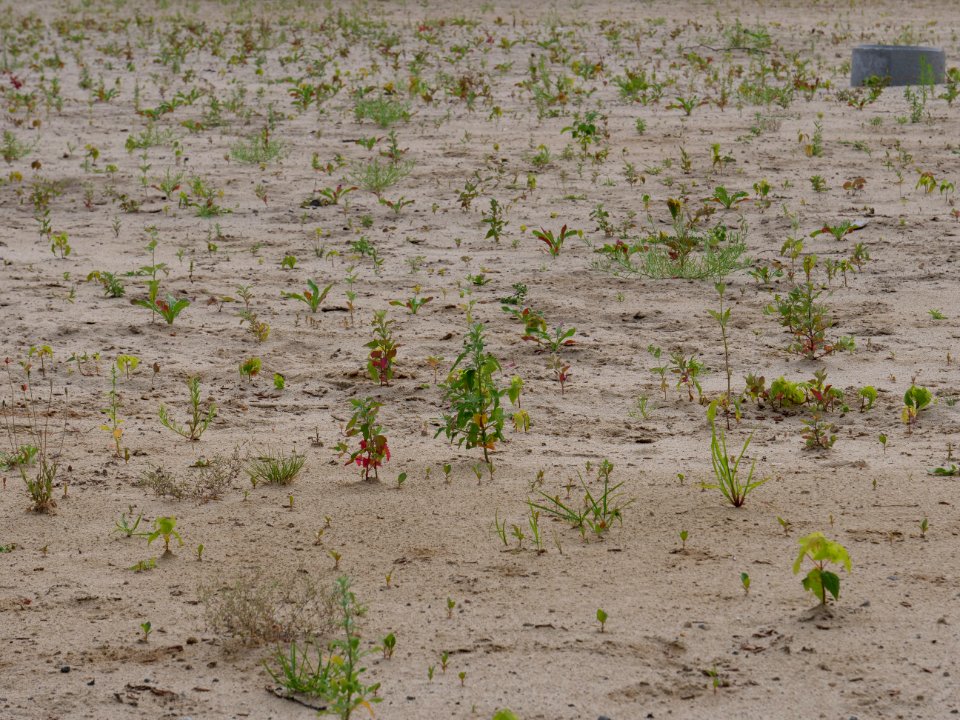 Brownfield next to Poelzigpark 2019-07-07 06