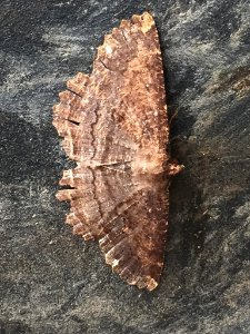 Brown Evening Moth by Jaco Grundling