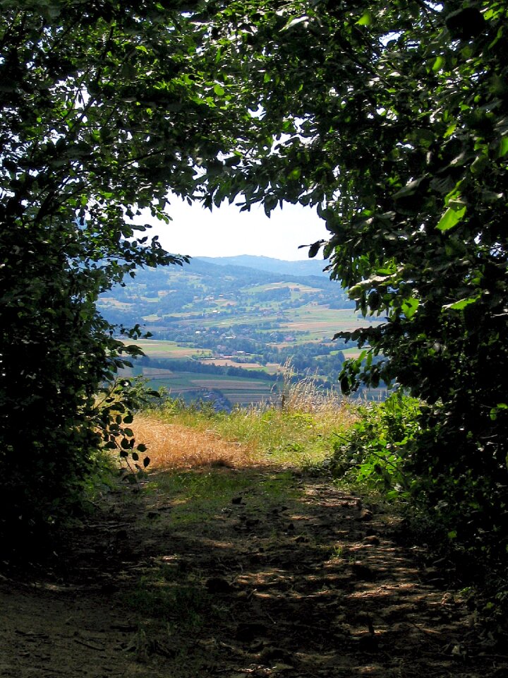 Window landscape tree
