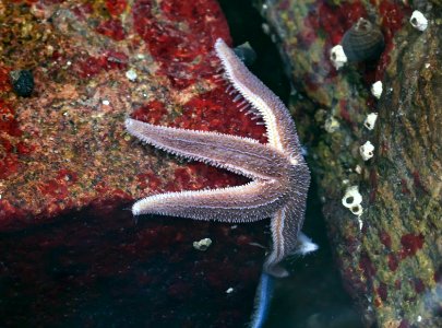 Brown common starfish clinging to a cliff photo