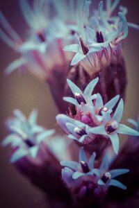 Flower plant bloom