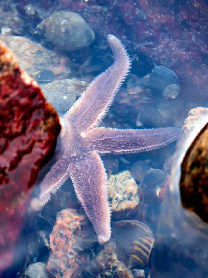 Brown common starfish in Brofjorden 2