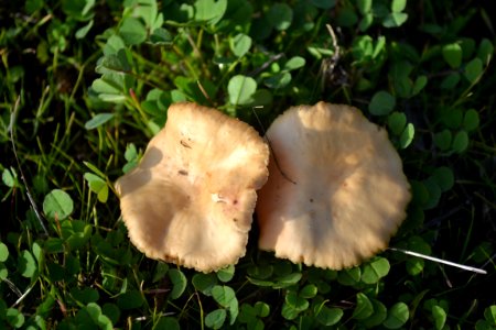 Brown Leafy Mushroom (2)
