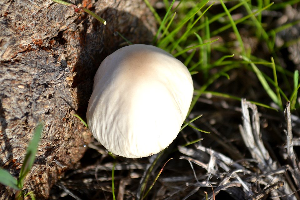 Brown Cap Mushroom