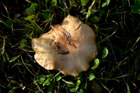 Brown Leafy Mushroom