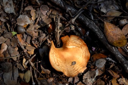 Brown Leafy Mushroom (5)
