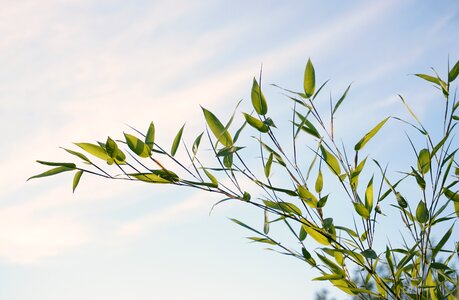 Nature green bamboo