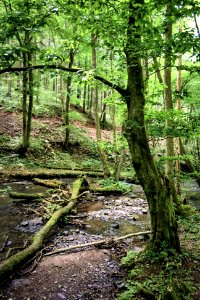 Brexbachtal bei Nauort (03)