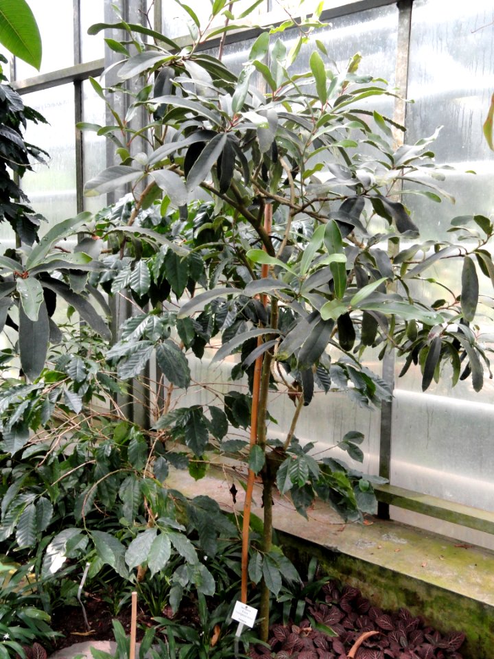 Brexia madagascariensis - Botanischer Garten Freiburg - DSC06360