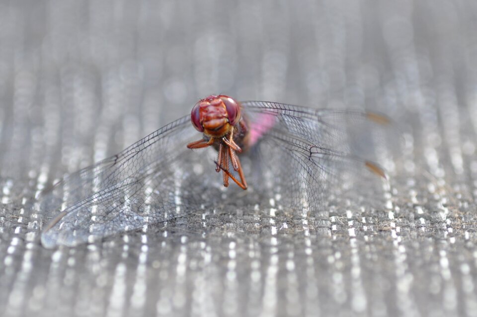 Dragonfly insect nature