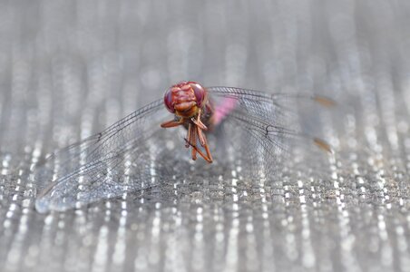 Dragonfly insect nature