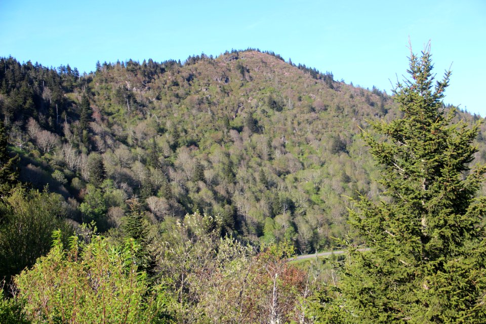 Browning Knob viewed from the Waterrock Knob parking lot, May 2017
