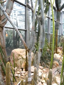 Browningia riosaniensis - Palmengarten Frankfurt - DSC01727