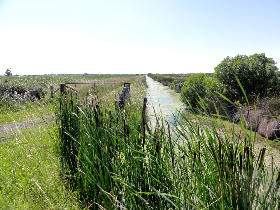 Braud-et-Saint-Louis (Gironde) marais 02