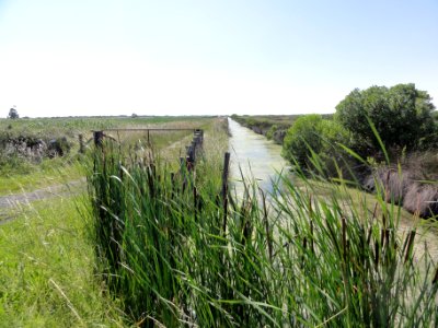 Braud-et-Saint-Louis (Gironde) marais 02