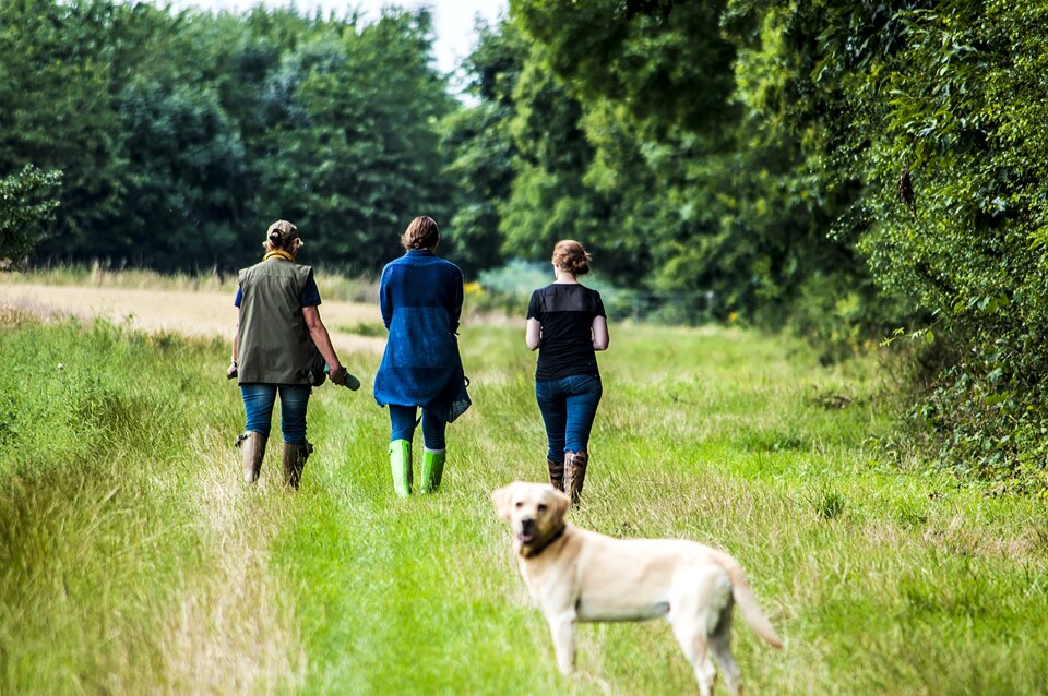 Dog walking green walking