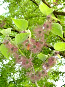 Broussonetia papyrifera - Botanischer Garten Freiburg - DSC06381
