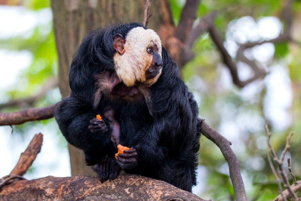 Primate pithecia mammal