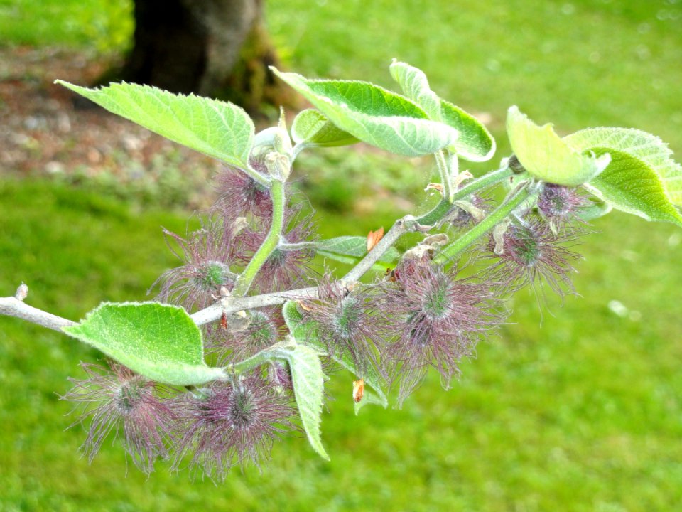 Broussonetia papyrifera - Botanischer Garten Freiburg - DSC06380