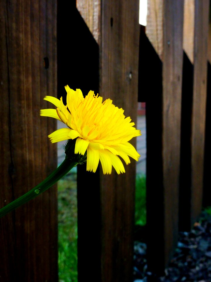 Blossom bloom plant
